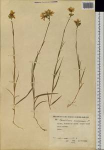 Dichodon maximum (L.) Á. Löve & D. Löve, Siberia, Yakutia (S5) (Russia)