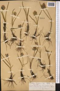 Allium atrosanguineum var. fedschenkoanum (Regel) G.H.Zhu & Turland, Middle Asia, Northern & Central Tian Shan (M4) (Kazakhstan)