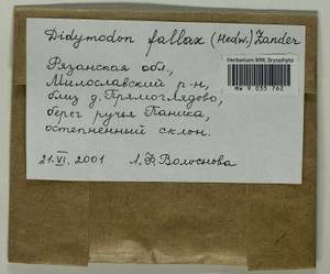 Geheebia fallax (Hedw.) R.H. Zander, Bryophytes, Bryophytes - Middle Russia (B6) (Russia)