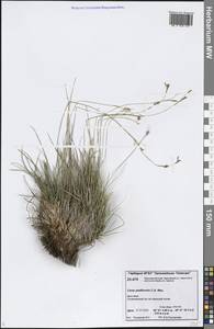 Carex pediformis C.A.Mey., Siberia, Central Siberia (S3) (Russia)