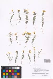 MHA 0 159 197, Linaria cretacea Fisch. ex Spreng., Eastern Europe, Central forest-and-steppe region (E6) (Russia)