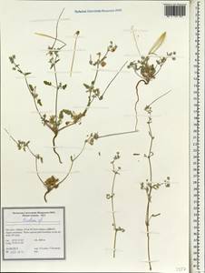 Erodium, South Asia, South Asia (Asia outside ex-Soviet states and Mongolia) (ASIA) (Iran)