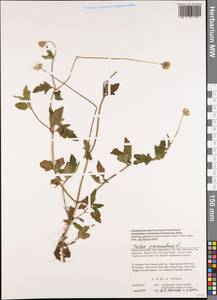 Tridax procumbens L., South Asia, South Asia (Asia outside ex-Soviet states and Mongolia) (ASIA) (Vietnam)