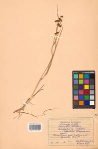 Scheuchzeria palustris L., Siberia, Russian Far East (S6) (Russia)