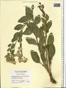 Lepidium latifolium L., Eastern Europe, Lower Volga region (E9) (Russia)