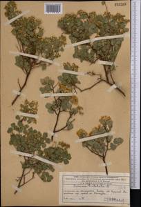 Spiraea trilobata L., Middle Asia, Western Tian Shan & Karatau (M3) (Kazakhstan)
