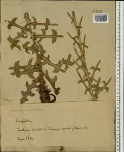 Lactuca serriola L., Eastern Europe, Moscow region (E4a) (Russia)