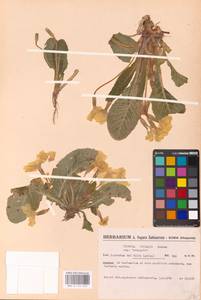 Primula vulgaris Huds., Western Europe (EUR) (Spain)