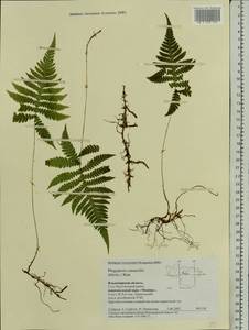 Phegopteris connectilis (Michx.) Watt, Eastern Europe, Central region (E4) (Russia)