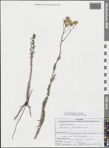 Jacobaea ferganensis (Schischk.) B.Nord., Eastern Europe, North Ukrainian region (E11) (Ukraine)