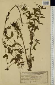 Epilobium roseum subsp. subsessile (Boiss.) P. H. Raven, Eastern Europe, Moscow region (E4a) (Russia)