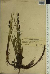 Carex lyngbyei Hornem., Siberia, Russian Far East (S6) (Russia)