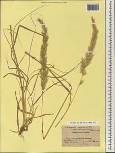 Calamagrostis macrolepis Litv., Mongolia (MONG) (Mongolia)