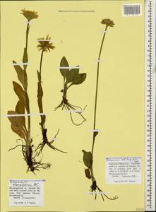 Doronicum oblongifolium A. DC., Caucasus, Krasnodar Krai & Adygea (K1a) (Russia)