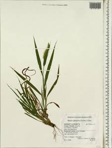 Setaria verticillata (L.) P.Beauv., Africa (AFR) (Spain)