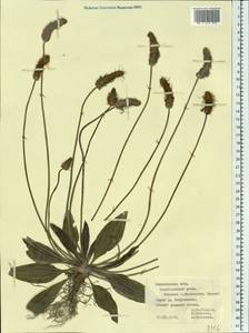 Plantago, Eastern Europe, Central forest-and-steppe region (E6) (Russia)