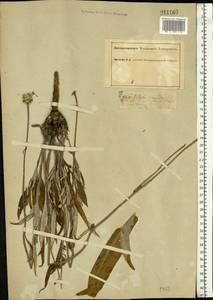 Jurinea cyanoides (L.) Rchb., Eastern Europe, South Ukrainian region (E12) (Ukraine)