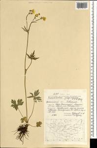 Ranunculus propinquus C.A.Mey., Mongolia (MONG) (Mongolia)