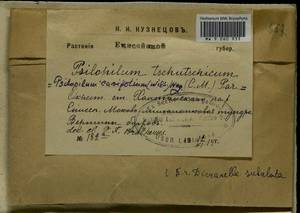 Dicranellopsis subulata (Hedw.) Bonfim Santos, Siebel & Fedosov, Bryophytes, Bryophytes - Krasnoyarsk Krai, Tyva & Khakassia (B17) (Russia)