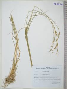 KHA8966, Elymus sibiricus L., Siberia, Russian Far East (S6) (Russia)