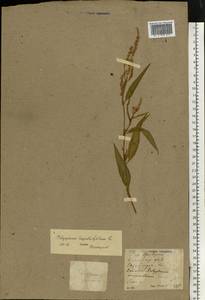 Persicaria lapathifolia (L.) Gray, Eastern Europe, North Ukrainian region (E11) (Ukraine)