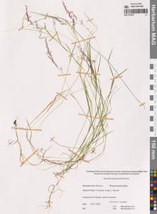 Agrostis stolonifera L., Siberia, Chukotka & Kamchatka (S7) (Russia)