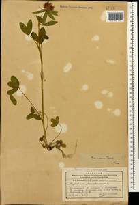 Trifolium ochroleucon subsp. ochroleucon, Caucasus, Azerbaijan (K6) (Azerbaijan)