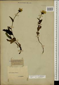 Hieracium atrocephalum Schmalh., Caucasus, Stavropol Krai, Karachay-Cherkessia & Kabardino-Balkaria (K1b) (Russia)