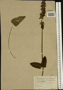 Betonica officinalis subsp. officinalis, Eastern Europe, Moscow region (E4a) (Russia)