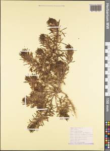 Ajuga chamaepitys subsp. chia (Schreb.) Arcang., Caucasus, Black Sea Shore (from Novorossiysk to Adler) (K3) (Russia)