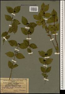 Lonicera caucasica subsp. orientalis (Lam.) D. F. Chamb. & Long, Caucasus, Azerbaijan (K6) (Azerbaijan)