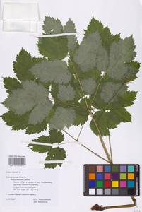 Actaea spicata L., Eastern Europe (no precise locality) (E0)