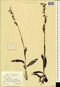 Ophrys scolopax subsp. cornuta (Steven) E.G.Camus, Crimea (KRYM) (Russia)