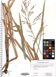 Glyceria arundinacea Kunth, Eastern Europe, Eastern region (E10) (Russia)