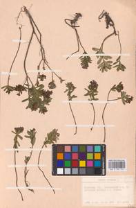 Daphne cneorum L., Eastern Europe, West Ukrainian region (E13) (Ukraine)