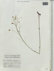 Euphorbia leptocaula Boiss., Eastern Europe, Central forest-and-steppe region (E6) (Russia)