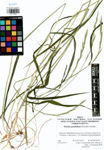 Elymus pendulinus (Nevski) Tzvelev, Siberia, Baikal & Transbaikal region (S4) (Russia)