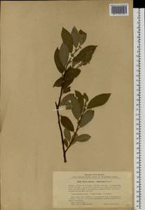 Salix vaudensis Schleich. ex J.Forbes, Eastern Europe, Latvia (E2b) (Latvia)
