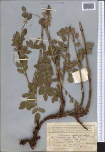 Hedysarum neglectum Ledeb., Middle Asia, Northern & Central Tian Shan (M4) (Kazakhstan)