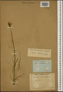 Scorzonera purpurea L., Caucasus (no precise locality) (K0)