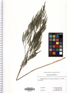 Asparagus officinalis L., Eastern Europe, Eastern region (E10) (Russia)