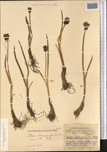 Allium atrosanguineum Schrenk, Middle Asia, Dzungarian Alatau & Tarbagatai (M5) (Kazakhstan)