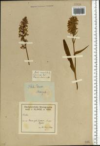 Dactylorhiza maculata (L.) Soó, Eastern Europe, North-Western region (E2) (Russia)