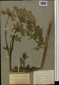 Selinum alatum (M. Bieb.) Hand, Caucasus, Armenia (K5) (Armenia)