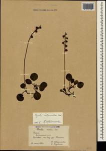Pyrola chlorantha Sw., Crimea (KRYM) (Russia)