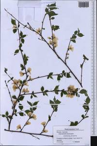 Prunus tomentosa Thunb., Eastern Europe, Moscow region (E4a) (Russia)