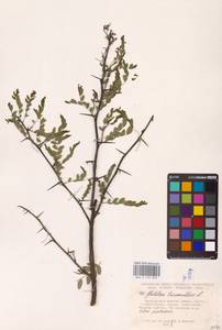 Gleditsia triacanthos L., Eastern Europe, Lower Volga region (E9) (Russia)