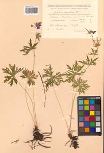 Geranium erianthum DC., Siberia, Russian Far East (S6) (Russia)