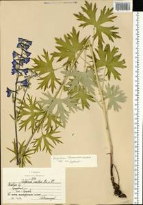 Delphinium cuneatum Stev. ex DC., Eastern Europe, Moscow region (E4a) (Russia)