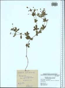 Potentilla erecta (L.) Raeusch., Eastern Europe, Central region (E4) (Russia)